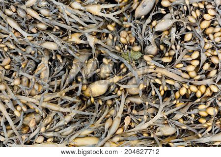 Leaves of Norwegian kelp (Ascophyllum nodosum) a brown algae from the northern Atlantic Ocean.