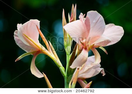 Pink Canna