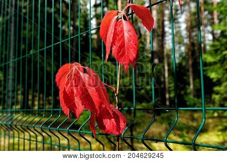 red virginia creeper leaves on wire fence in autumn