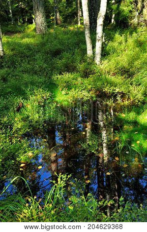 reflection of the tree in wild swamp forest in autumn