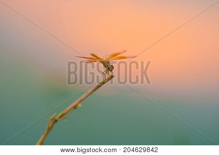 dragonfly on tree  - Stock Image