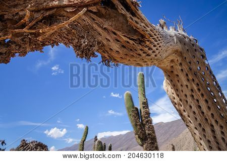 Dry Giant Cactus In The Desert, Argentina