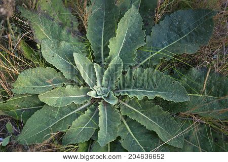 green plant grow in the autumn forest