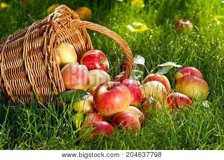 Red Apples in the Wicker Basket in the Grass