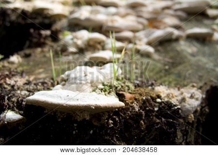 Detail Of A Fungi In A Tree Trunk