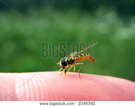 Wasp