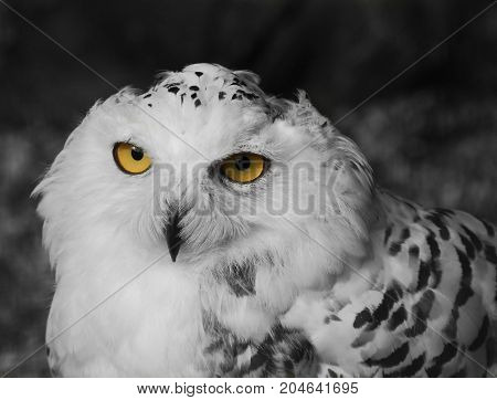 A snowy Owl with bight yellow eyes