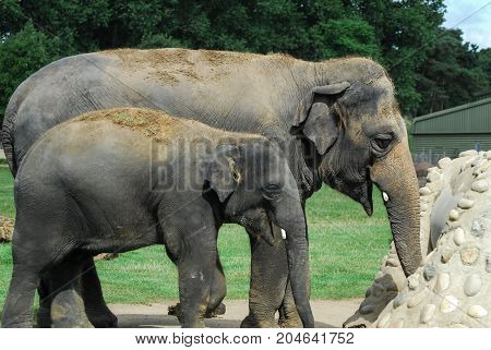 Mother and child Elephant seem to share a joke