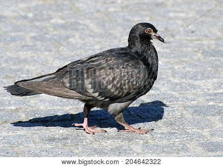 A City Pigeon walking on crazy paving