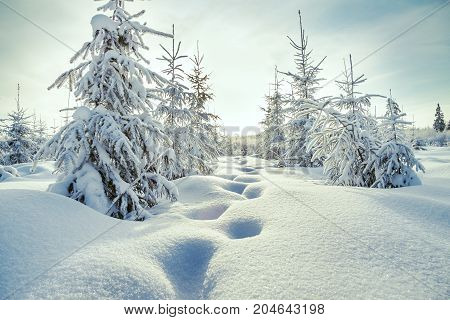 beautiful winter landscape with forest and blue sky. Sunny frosty wintry day. Christmas and new year trees covered with snow in winter forest. traces in the snow