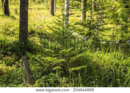Little Christmas tree in a summer forest photo