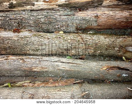 wooden logs texture background with bark wood