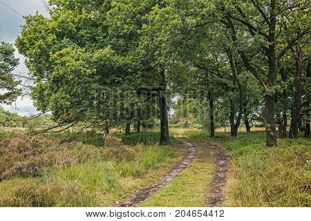 Country Road In Moorland With Deciduous Trees.