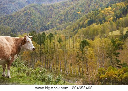 Cow in altai mountains in autumn. Brown yellow and green