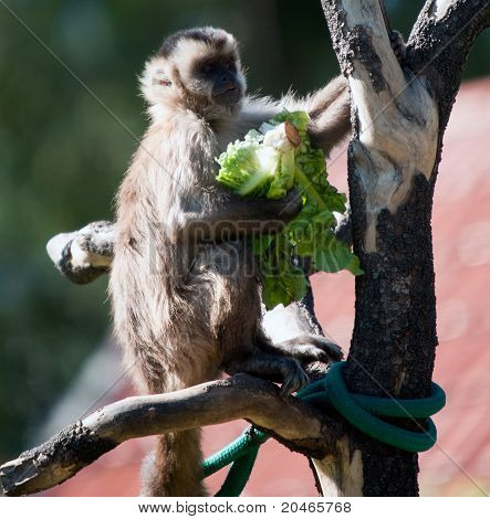Capuchin Monkey feeding