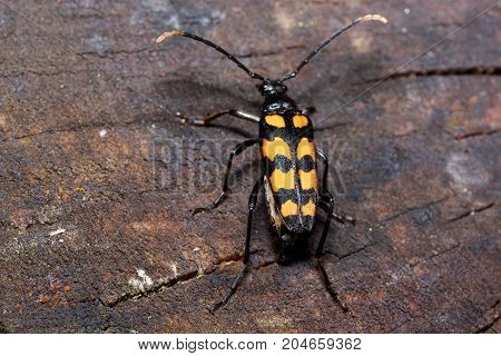 Vivid death-watch is sitting on a tree stump. Animals in wildlife.