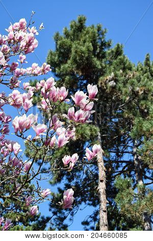 Tulip tree and a pine tree in spring time