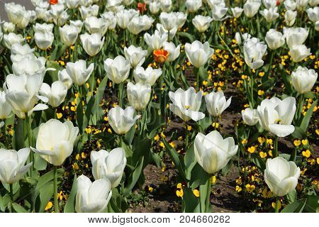 White tulips in the garden in summer