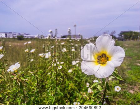 a beautiful white flower in a field