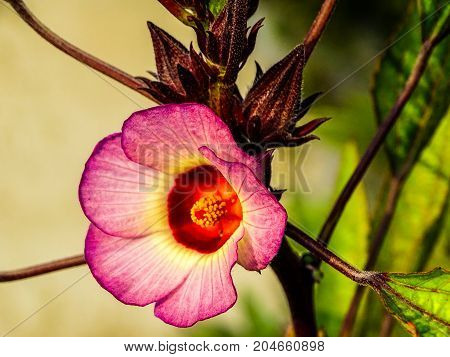 a beautiful pink Roselle rose in a tree