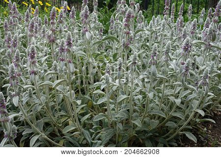 Pink Flowers Of Lambs Ear In Summer