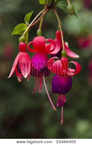 Red Orchid