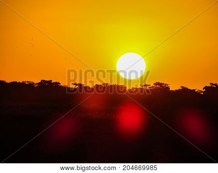 nice sunset behind a trees in a small forest