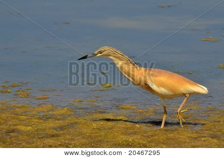 rød heron