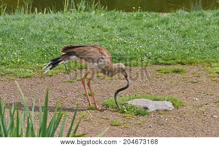 Red legged seriema bird (Cariama cristata) kills a snake.