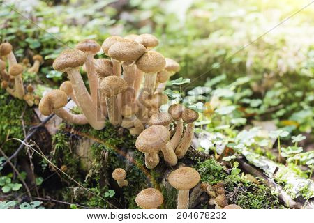 Group of young buttons of edible mushrooms from the Armillaria mellea complex known as Honey Fungus growing on a wood stump in autumn forest
