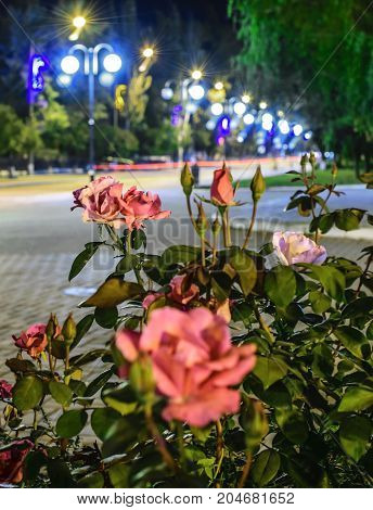 A lightened City street at night. Flower bed with roses. Pokrov town, Ukraine