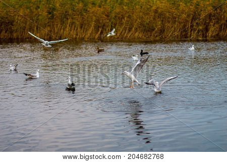 A flock of white big seagulls in an autumn park in the evening fishing in the lake