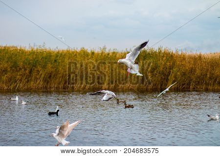 A flock of white big seagulls in an autumn park in the evening fishing in the lake