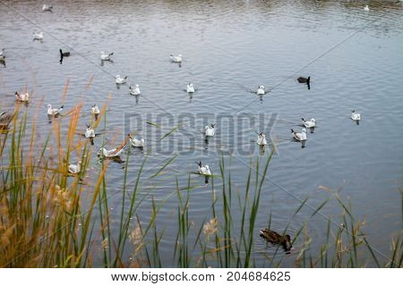 A flock of white big seagulls in an autumn park in the evening fishing in the lake
