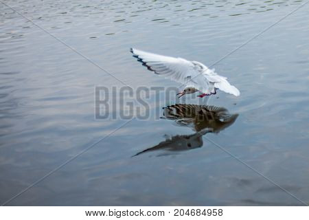 gull hunts fish in the lake in dark transparent water