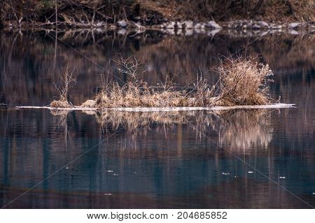 Bushes in the middle of the lake. View of the water with dry vegetation. A pond with calm water