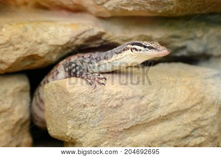 A Small Varanus (varanus Glauerti) Got Out Of The Hole