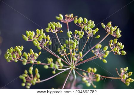 Ripe Seeds of dill on a branch on a natural background