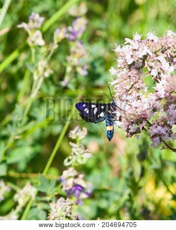 Nine-spotted moth or yellow belted burnet Amata phegea formerly Syntomis phegea close-up on flowers selective focus shallow DOF.