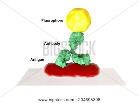 Direct immunofluorescent reaction RIF, 3D illustration. RIF is immunological reaction used in diagnostics of different infectious diseases