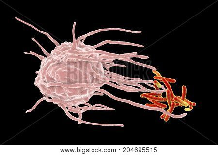 Macrophage engulfing tuberculosis bacteria Mycobacterium tuberculosis, 3D illustration