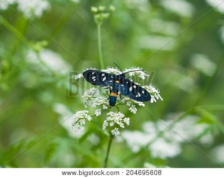 Nine-spotted moth or yellow belted burnet Amata phegea formerly Syntomis phegea close-up on flowers selective focus shallow DOF.