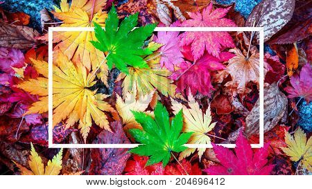 Background of white frame and colorful maple leaves in autumn.