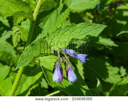 Flowers on Caucasian comfrey or Symphytum caucasicum close-up selective focus shallow DOF.