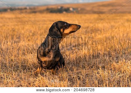 dog (puppy) breed dachshund black tan playing and walking on a autumn grass in the park.