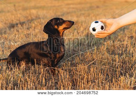 dog (puppy), breed dachshund black tan, looks at the host's hand with the ball in anticipation of the game. Dog playing in the game with a man.