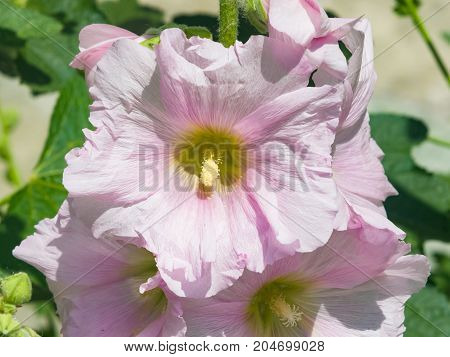 Blossom Common Hollyhock Alcea Rosea close-up with bokeh background selective focus shallow DOF.