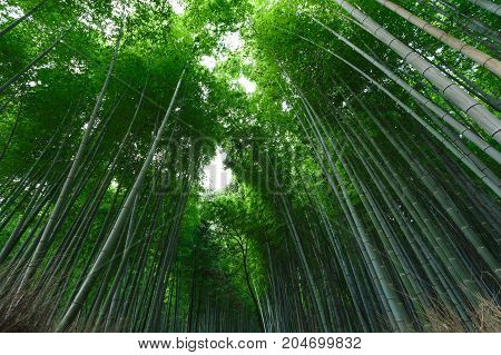 Autumn season walking the famous street a major tourist attraction in Kansai region Bamboo grove Bamboo Forest at Arashiyama Kyoto Japan.
