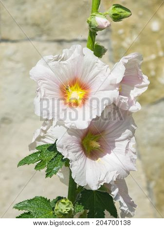 Blossom Common Hollyhock Alcea Rosea close-up with bokeh background selective focus shallow DOF.