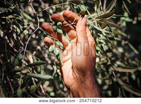 A farmer checking his new olive crop in the orchard